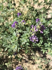 Medicago sativa sativa