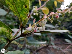 Gaultheria acuminata