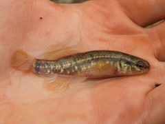 Umbra pygmaea