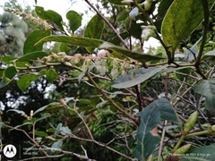 Gaultheria acuminata