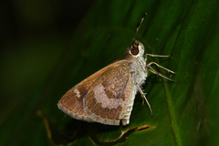 Callimormus saturnus