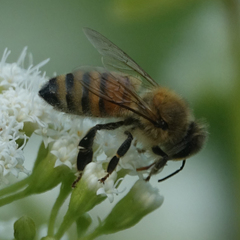 Apis mellifera