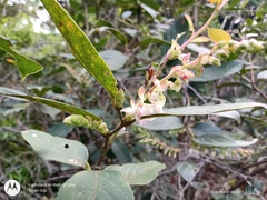 Gaultheria acuminata