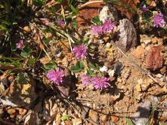 Trifolium resupinatum