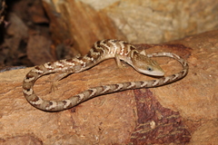 Gerrhonotus liocephalus