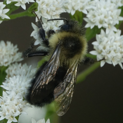 Bombus impatiens