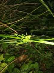 Odontura glabricauda