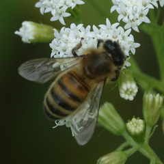 Apis mellifera