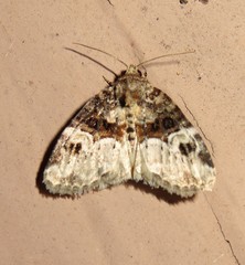 Neoligia crytora