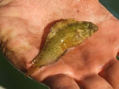 Chasmodes bosquianus