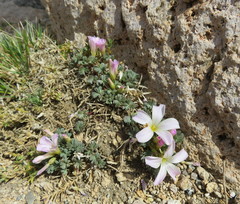 Oxalis adenophylla