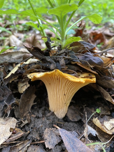 California Golden Chanterelle