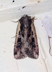 Euxoa ochrogaster