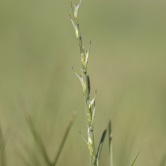 Uranthoecium truncatum