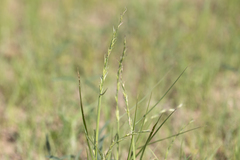 Uranthoecium truncatum