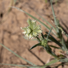 Dactyloctenium radulans