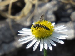 Sapygidae