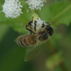 Apis mellifera