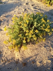 Coulterella capitata