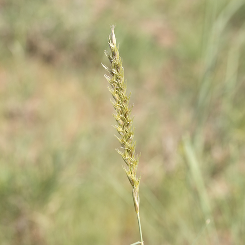 Astrebla squarrosa