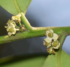 Ilex discolor tolucana