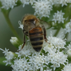 Apis mellifera