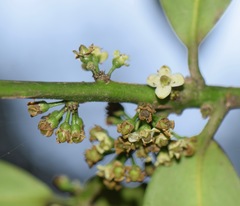 Ilex discolor tolucana