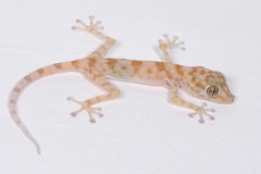 Ptyodactylus hasselquistii