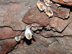 Myotis dinellii