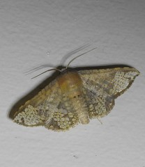 Canaea hyalospila