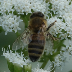Apis mellifera
