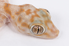 Ptyodactylus hasselquistii