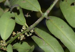 Ilex discolor tolucana