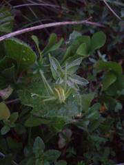 Odontura glabricauda