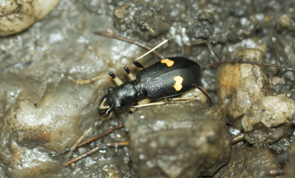 Oxycheila femoralis