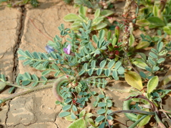 Astragalus mareoticus