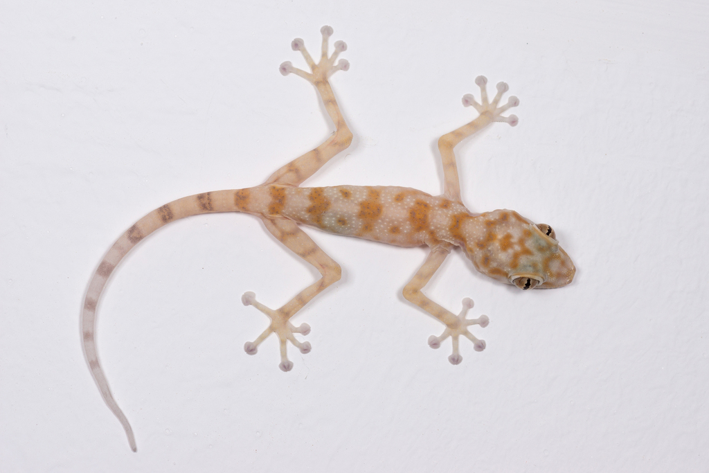 Fan-fingered Geckos