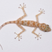 Yellow Fan-fingered Gecko - Photo (c) Nikolai Vladimirov, some rights reserved (CC BY-NC), uploaded by Nikolai Vladimirov
