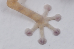 Ptyodactylus hasselquistii