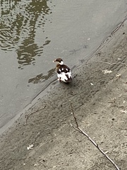 Anas platyrhynchos domesticus