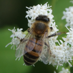 Apis mellifera
