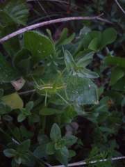 Odontura glabricauda