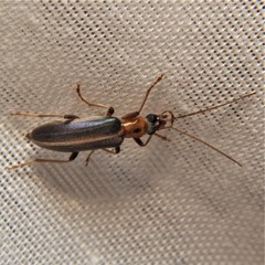 Oxycopis