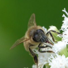 Apis mellifera