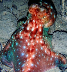 Callistoctopus dierythraeus