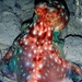 Callistoctopus dierythraeus - Photo (c) Lawrence Scheele, algunos derechos reservados (CC BY-NC), subido por Lawrence Scheele