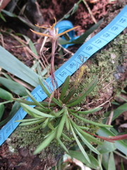 Maxillaria standleyi