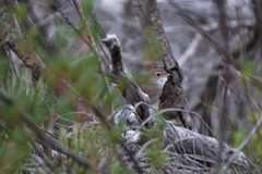 Dasyornis brachypterus