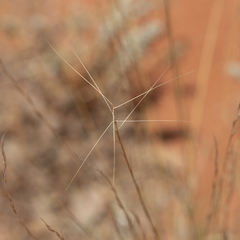 Aristida holathera