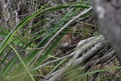 Dasyornis brachypterus